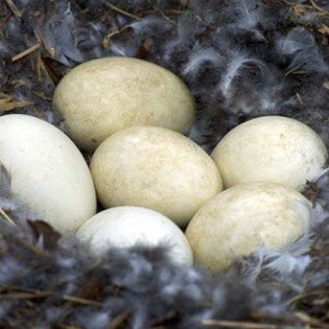 Nutritional characteristics of goose eggs