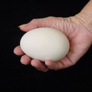 Health Benefits of Goose Eggs