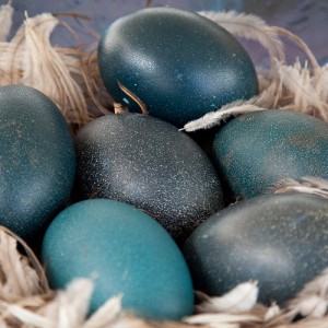 What do emu eggs look like