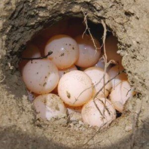 Đặc điểm dinh dưỡng của trứng rùa
