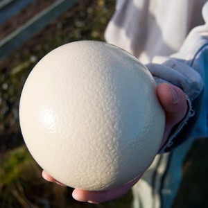 What an ostrich egg looks like