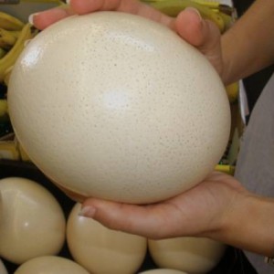 How to choose the right ostrich egg