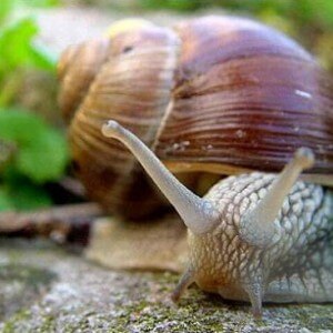 Nutrients in snails