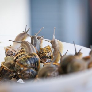 How to cook snails
