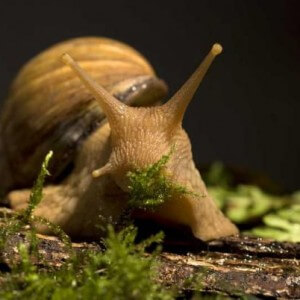 Benefits of snails