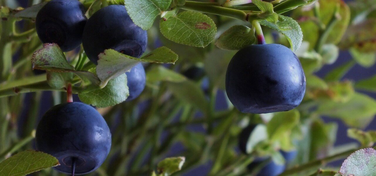 Blueberry bush fruit
