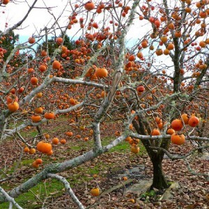 Persimmon on the tree