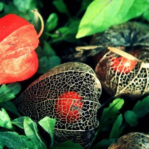 Physalis effect on the body