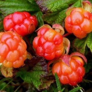 Effects of cloudberries on the body