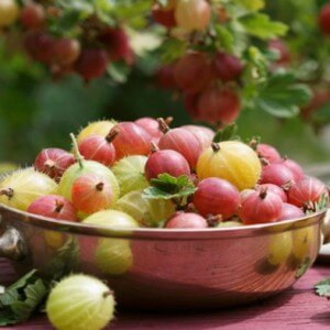 Benefits of gooseberries for the body