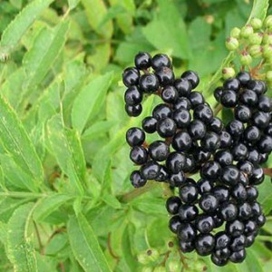 Black elderberry leaves