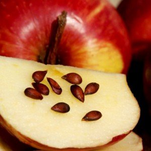 The potential danger of apples