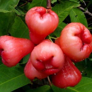 Chompu fruit