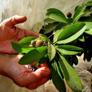 What is the value of sapodilla