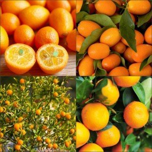 Kumquat species