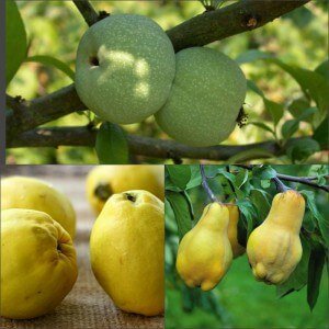 Varieties of quince