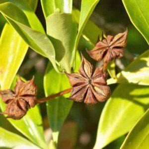 The benefits of star anise