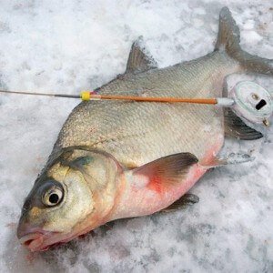 Ide fishing in winter