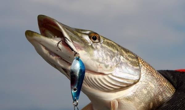 Pike lures