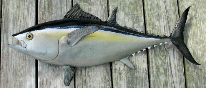 Black tuna