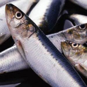 Harm of large herring