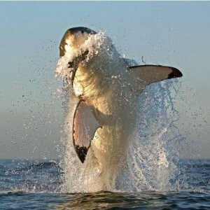 White Shark Jump