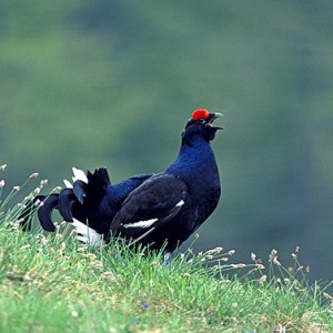 Male black grouse