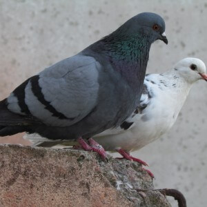 Useful properties of pigeon