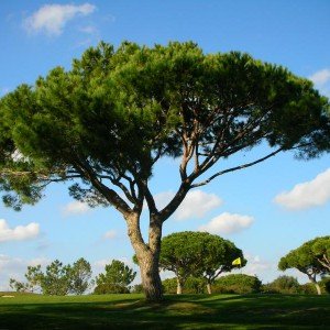 Italian pine