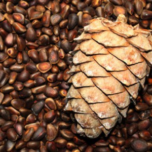 Cedar pine seeds