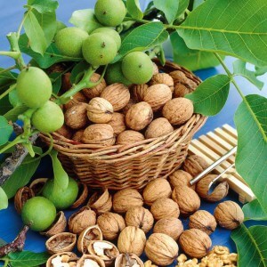 Walnut varieties