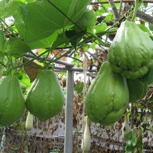 Growing chayote