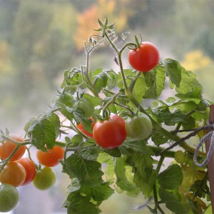 Cherry tomato bush