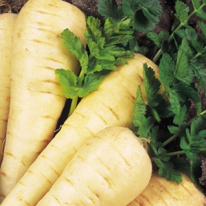 The chemical composition of parsnips