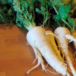 The most common varieties of parsnips