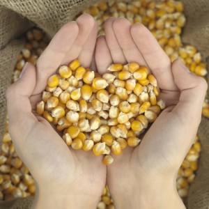 Benefits of corn for the heart