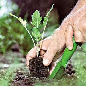 Planting kohlrabi cabbage