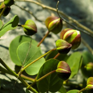 Processing of flowers of the caper
