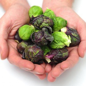 Brussels sprouts in the human diet