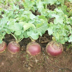 Cultivation of a rutabaga