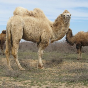 Camel species