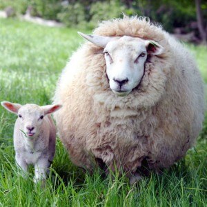 The benefits of lamb