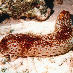 Features of the behavior of the sea cucumber
