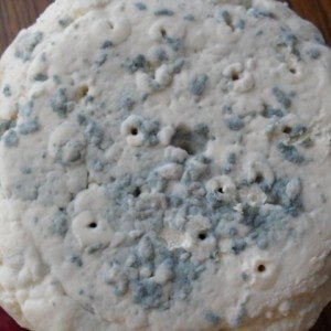 Cottage cheese with mold