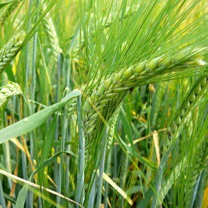 Common barley