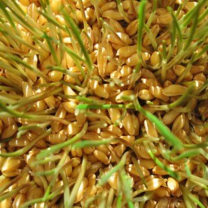Wheat seedlings