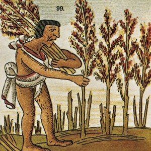 Amaranth in the culture of the Aztecs