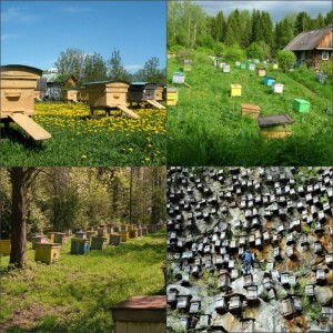 Terrain classification of honey