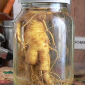 Ginseng root tincture