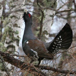Wood grouse on a branch